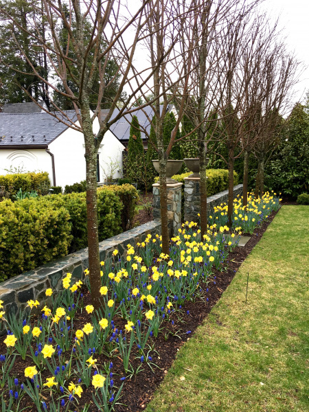Formal Border with Spring Bulbs