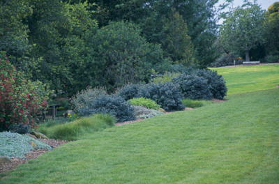 Sedge lawn. pacifichorticulture.org