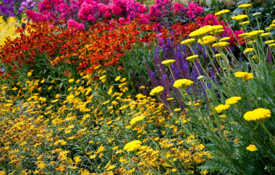 Cliveden 'hot' border: flicker.com