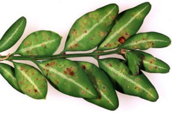 Boxwood Care: How To Recognize And Treat 4 Common Pests ...