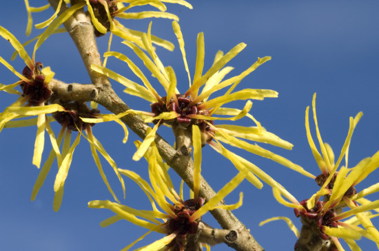 12 Great Witch Hazel Varieties For The All-Season Garden - Here By Design