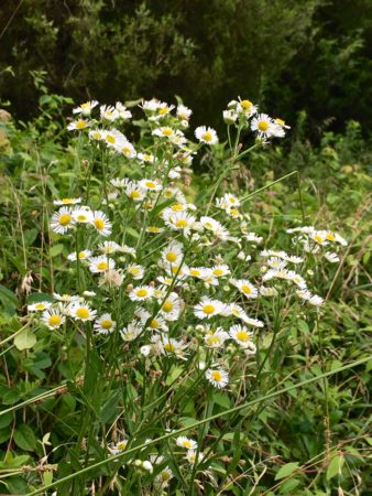 Daisy fleabane/Here By Design