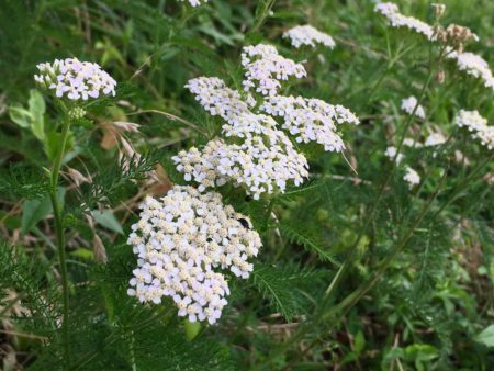 White yarrow/Here By Design