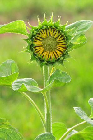 Scientists Uncover Why Young Sunflowers Follow The Sun - Here By Design