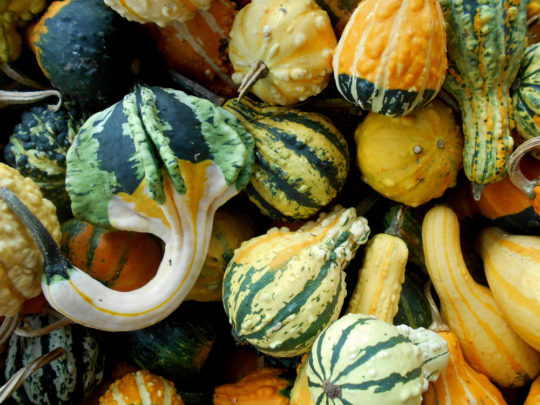 Creative Decorated Gourds Ideas for Every Occasion