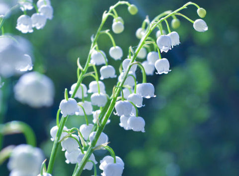 Planting Lily Of The Valley Flowers How To Grow Lily Of The Valley ...