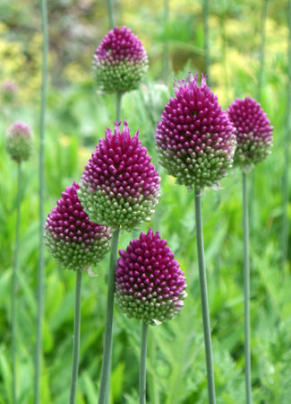 having a ball with alliums ornamental onions  here