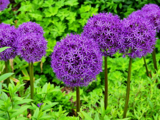 Ball With Alliums Ornamental Onions