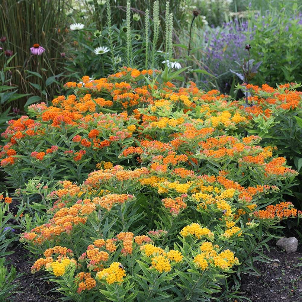 How To Build The Perfect Monarch Butterfly Garden - Here By Design