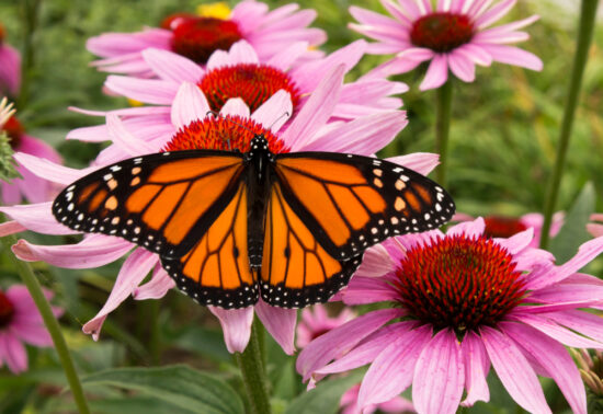 Pupa - Build A Monarch Butterfly Kit